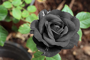 black Rose flower in bloom close-up photo