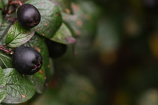 round black fruit, Berries, Bush, Close-up