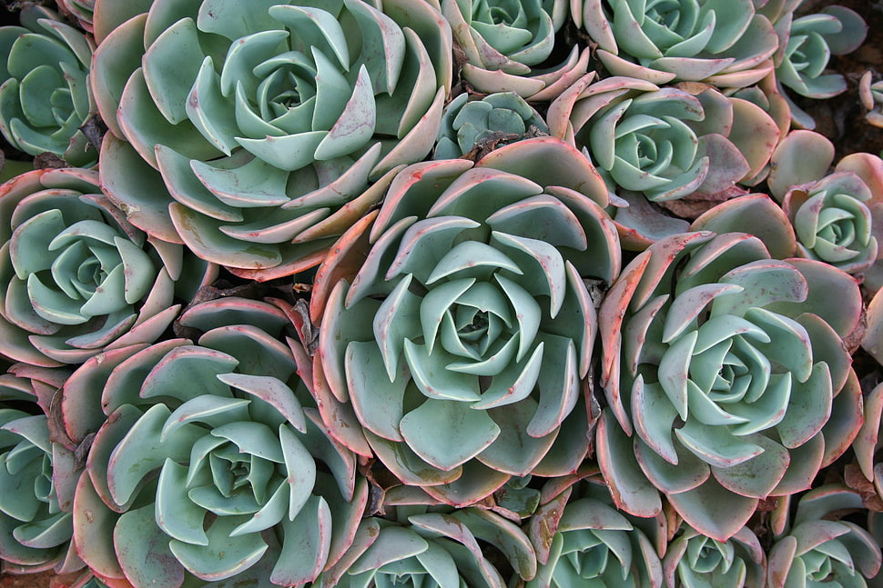 teal and pink succulents HD wallpaper