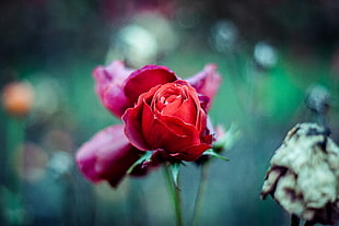 red rose in focus photography