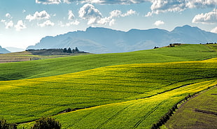 landscape photo of green field HD wallpaper