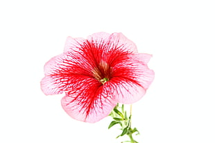 pink and red hibiscus flower, flowers