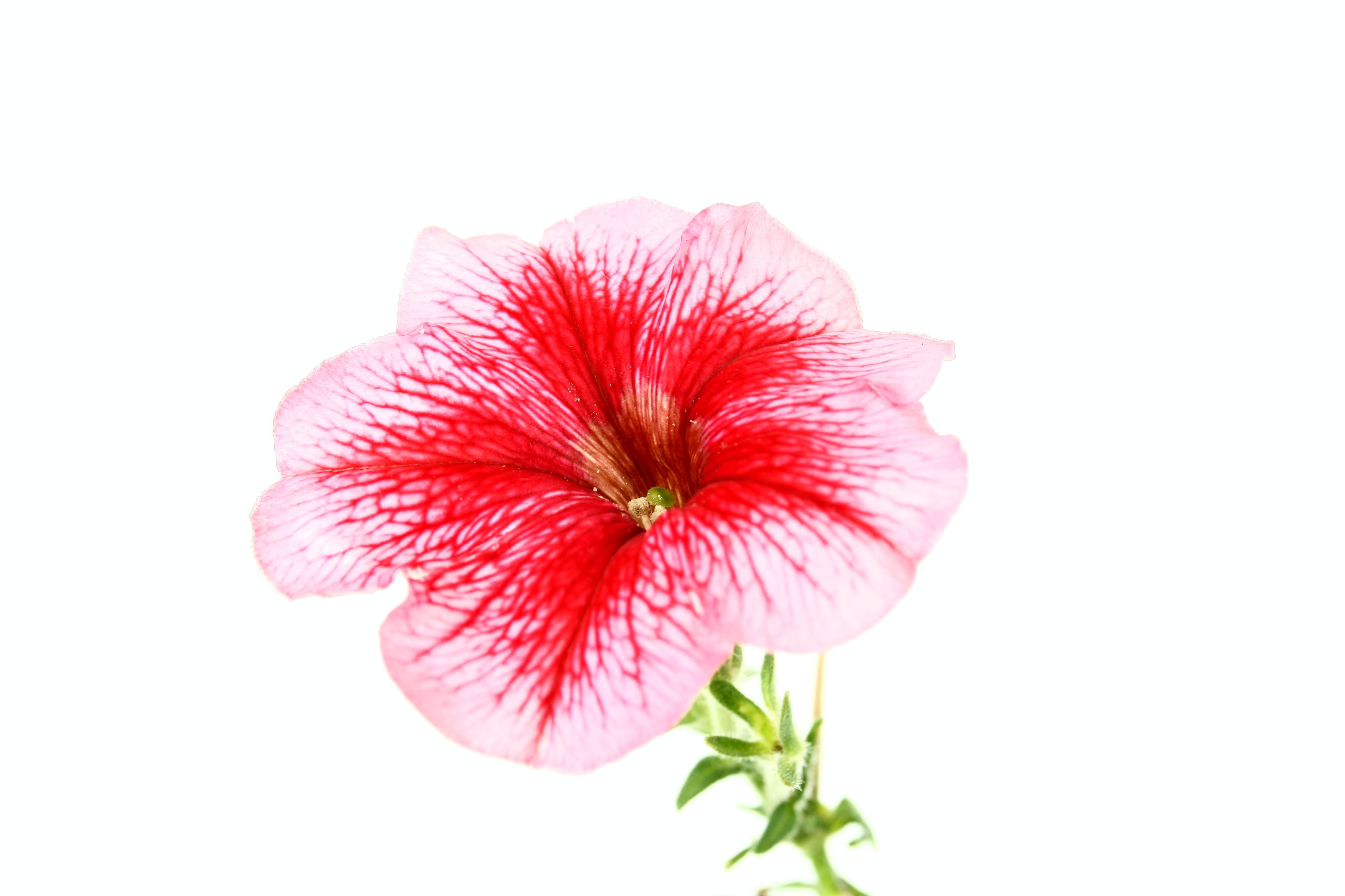 pink and red hibiscus flower, flowers