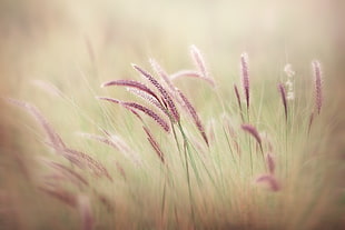 selective focus photography of pink cat tail plants HD wallpaper