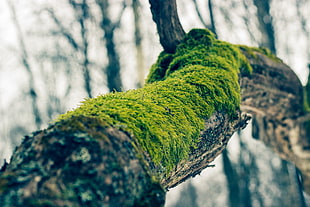 green moss, moss, branch, trees, nature