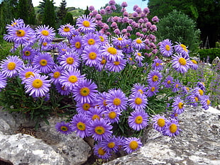 purple-and-yellow flowers HD wallpaper