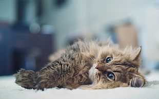 tan cat lying on white rug