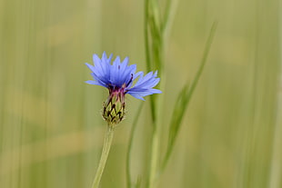 blue cornflower selective focus photo HD wallpaper