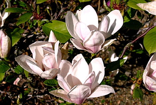 white flowers on soil during daytime