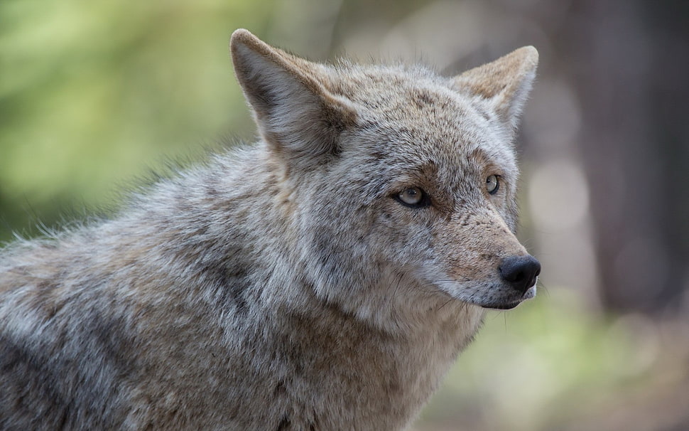 brown wolf, animals, wolf HD wallpaper