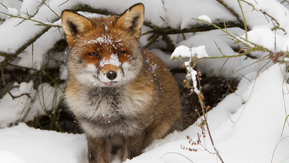 red panda HD wallpaper