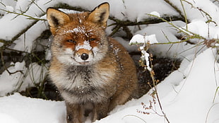 red panda