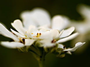 white petaled flower selective focus photography
