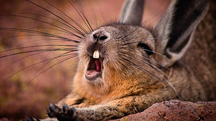 brown rabbit, yawning, wildlife, animals, mammals