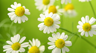 white daisies blooming at daytime HD wallpaper