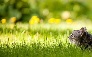 gray cat prone on green grass in closeup photo HD wallpaper