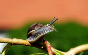 grey garden snail on brown branch