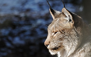 photo of grey tabby cat