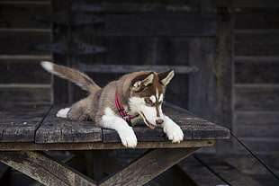 selective focus of Siberian Husky puppy on table looking down