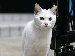 selective focus photography of white fur odd-eyed cat