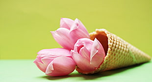 selective focus photograohy of pink tulips in sugar cone