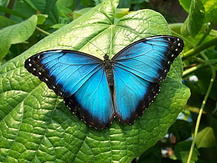 blue and black butterfly HD wallpaper