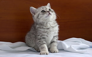 silver Tabby kitten sitting on white textile