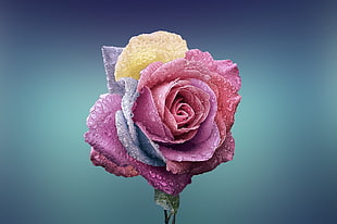 pink and yellow Rose flower in bloom with dew
