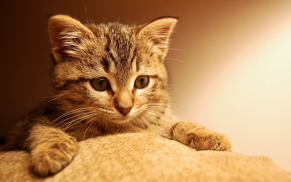 gray tabby kitten, cat, animals HD wallpaper