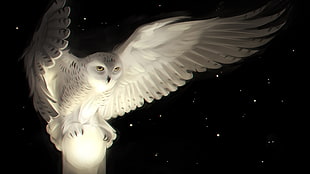 white owl illustration