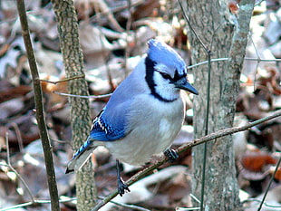 blue and white bird on tree branch HD wallpaper