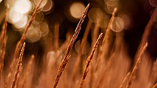 depth of field photography of a wheat