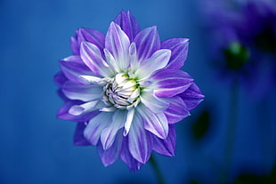 photography shallow focus flower, dahlia HD wallpaper