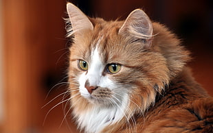 close up photo of long-fur brown and white cat