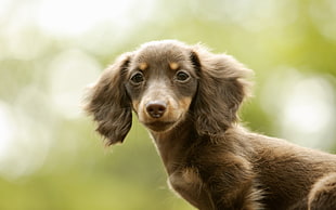brown puppy HD wallpaper