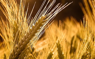 selective focus photography of brown wheat