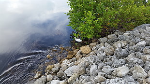 white swan, birds, Florida, water, rock