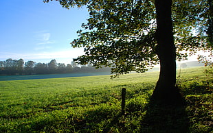 silhouette of tree in rule of thirds photography