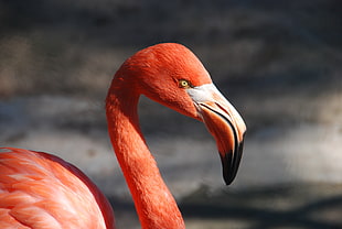 photo of flamingo bird HD wallpaper