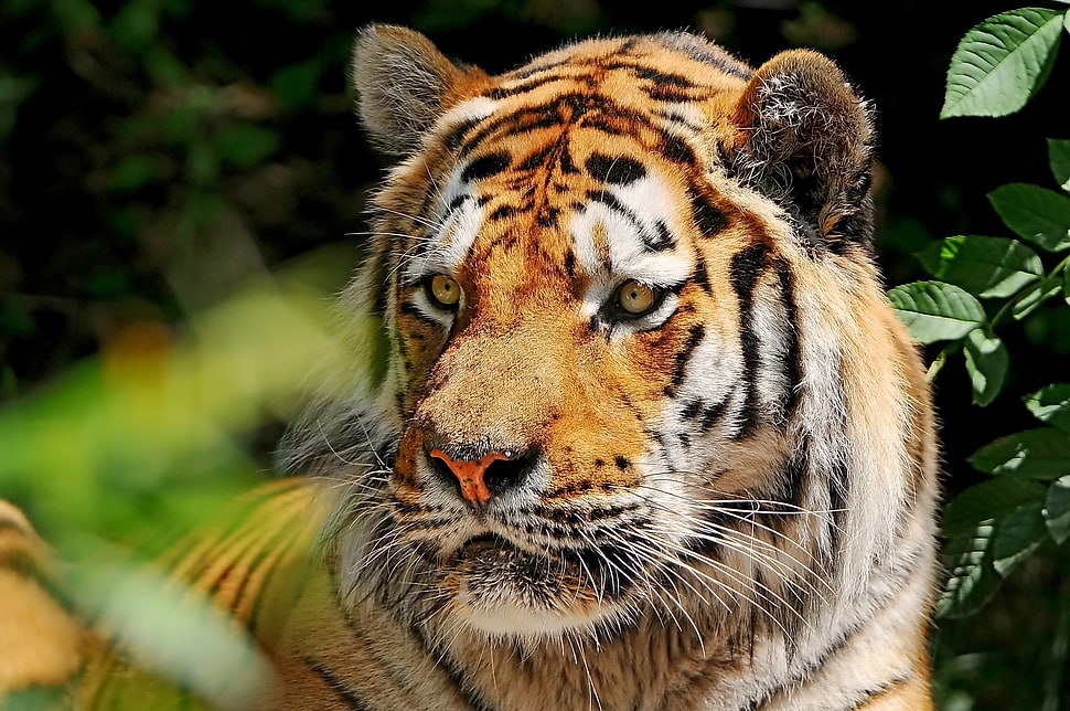 Bengal tiger photo HD wallpaper