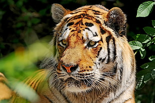 Bengal tiger photo HD wallpaper