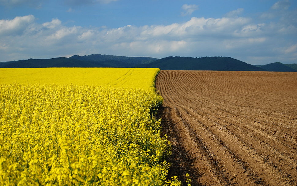 yellow petaled flower field near mountain at daytime HD wallpaper