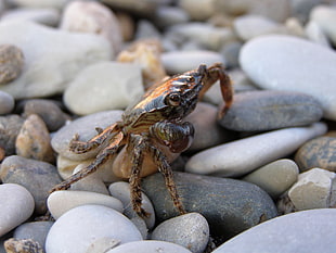 black and brown crab, nature, stones, crabs, crustaceans HD wallpaper