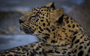 brown and black leopard in closeup photography