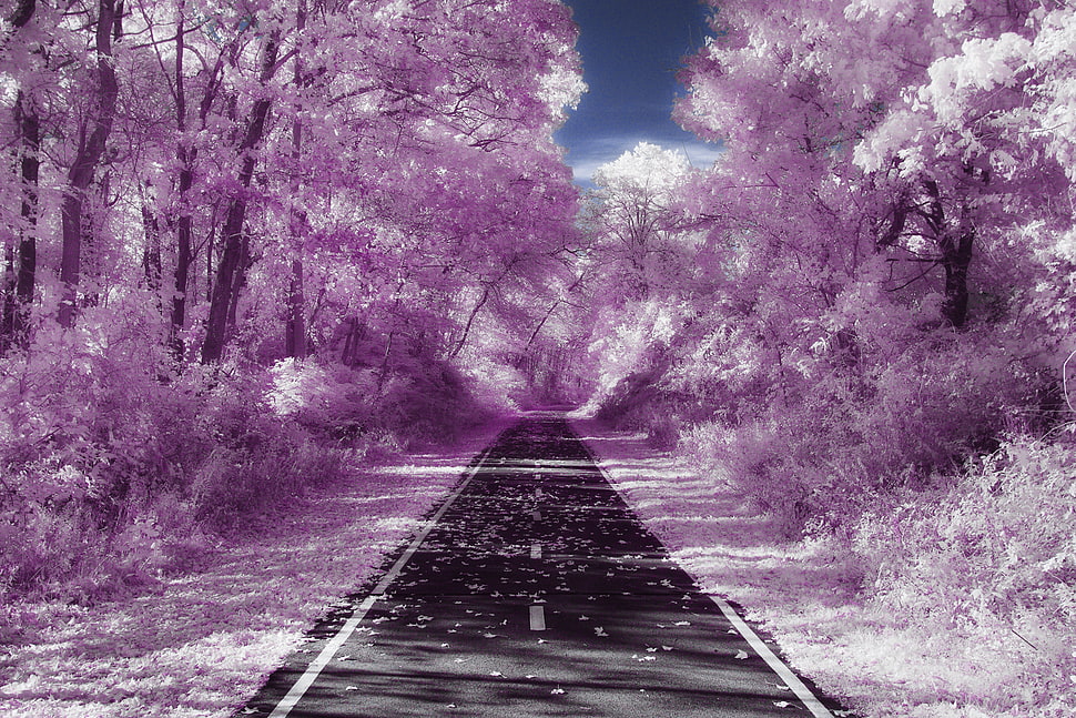 landscape photography of gray asphalt road between trees during daytime HD wallpaper