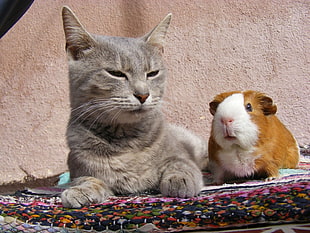 gray tabby cat near orange and white guinea pig