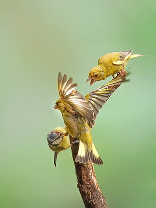 three yellow feathered birds on brown branch