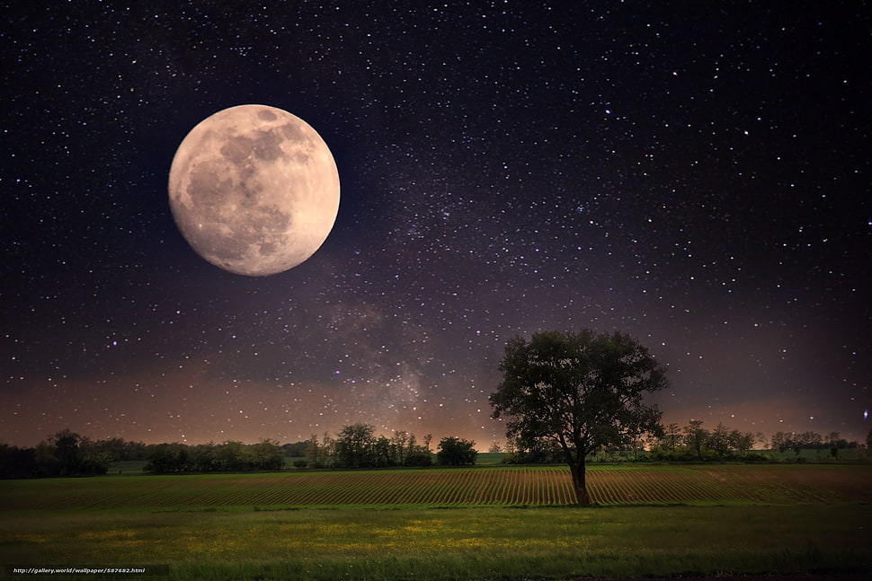 green leafed tree, natural light, landscape, Moon, night HD wallpaper