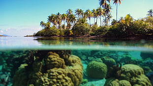 blue body of water, sea, island, palm trees, split view