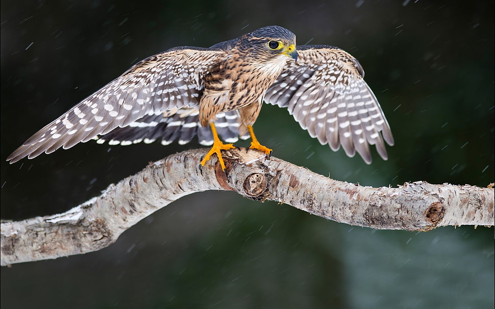 brown and grey bird on tree HD wallpaper